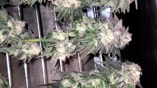 Kush Mints Harvest