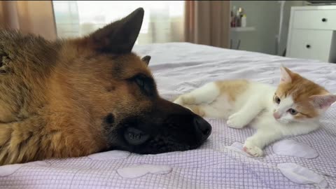 German Shepherd accompanying a kitten