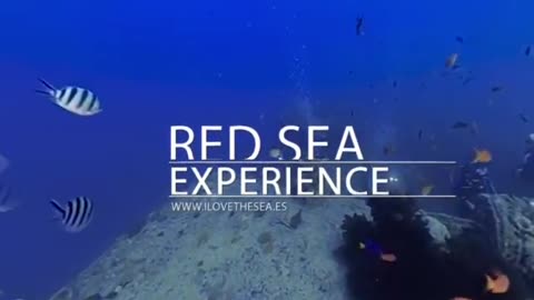 RED SEA (Wreck Ships) 360º