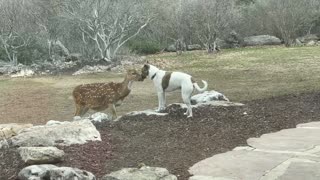 Dog and deer share sweet moment together