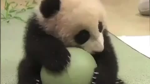 A baby panda playing with his ball 🐼