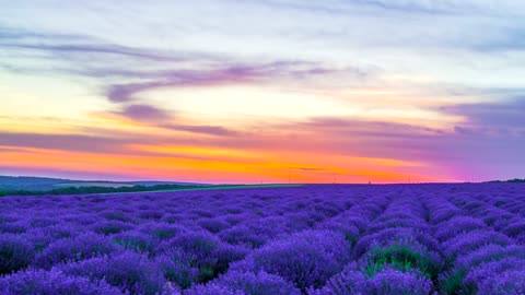 Sunset over lavender field