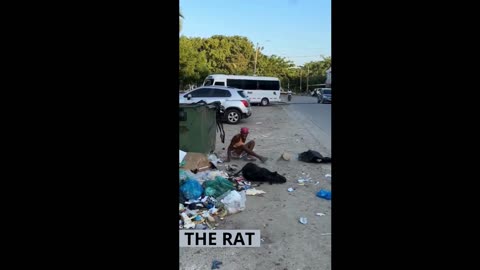 the rat- the fight