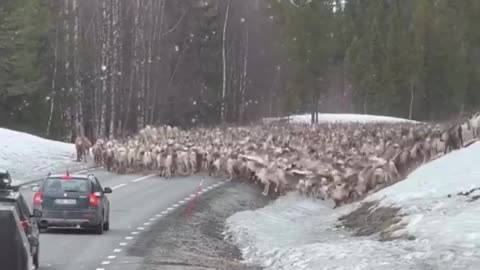 spectacle worth seeing in Lapland. A huge herd of reindeer