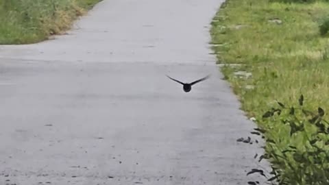 Swallows in slow motion / beautiful birds in slow motion.