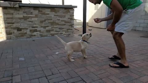 Smart Puppy Training/ Dog Showing All Training Skills