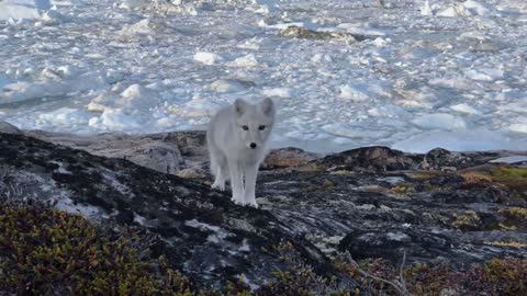 Discover a newborn, natural Arctic Fox in white in Greenland