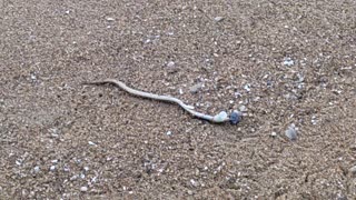 A sea snake😱😱