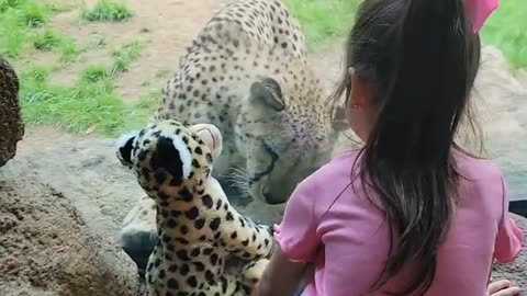 Cheetah response to a stuffed animal!