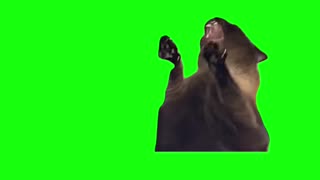 Screaming Cat Meme | Green Screen