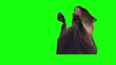 Screaming Cat Meme | Green Screen