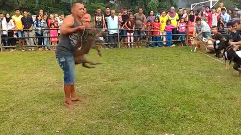 Pacu anjing taeh baruah kubugadang