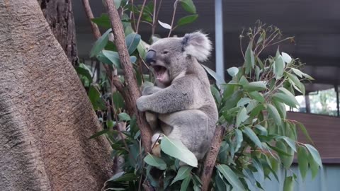 See a Koala scratch, yawn and sleep