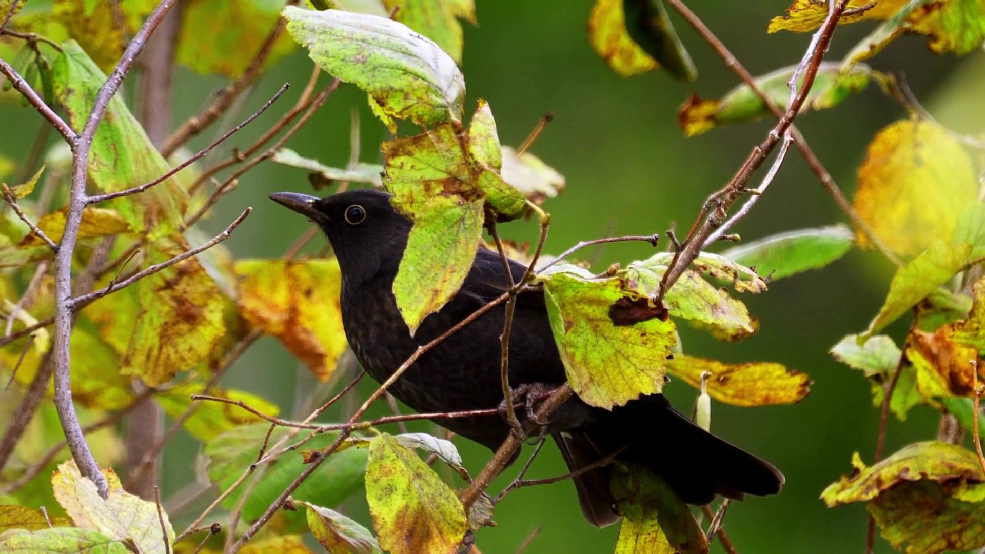 The Blackbird: Close Up HD Footage (Turdus merula)