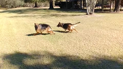 German Shepherds Rome, Jules, and Ursa at the river place running around Alapaha River