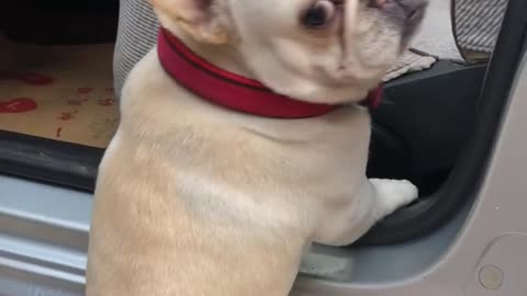 French fighting dog climbing stairs