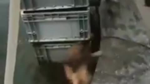 Dog [HERO] Saves Cat Life from Water