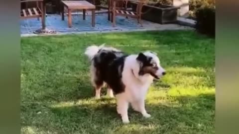 Funny pets #Royalty CCelino #funny #funnyanimals #funnypets #funnyvideo #dog #pets #cats