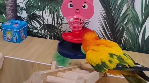 Pretty Parrots Perfects Playful Performance