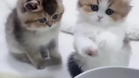 innocent cute kitten #shortvideo #shortsvideo #cute #funnyshorts #funnyvideo #funny #entertainment