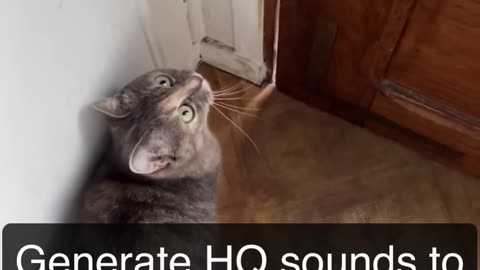 Cat Meowing