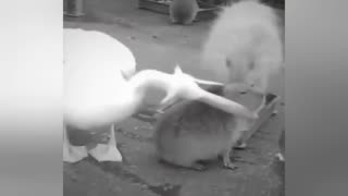 pelicano ataca capivara mais não consegue devora-la