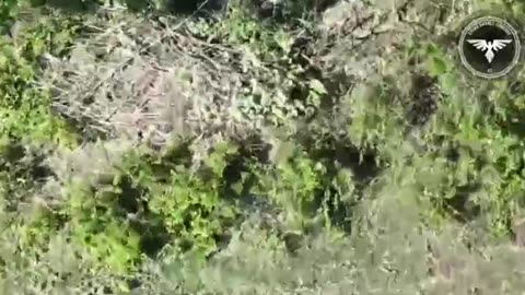 Insane Drone Strike Near a Russian Tree Fort