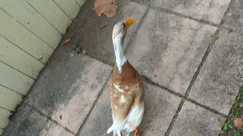 Taking Cooper the duck for a walk in the yard