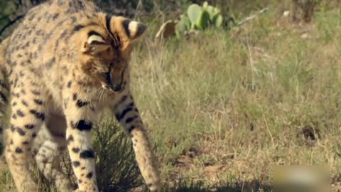 unbelievable wild cat faces black mamba snake