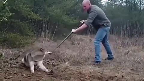 How To Help A Wolf Trapped in a Trap #shorts #shortvideo #video #virals #videoviral