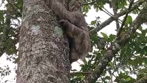Sloth bear climbing tree