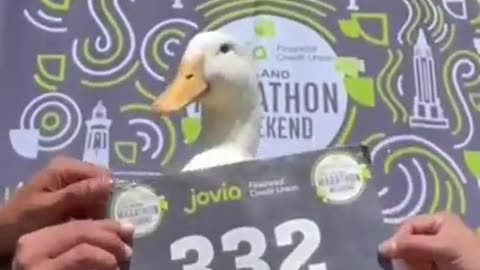 Duck Runs Marathon