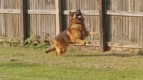 Rome my German Shepherd chasing Dragon Flies again. He loved it and does this a whole lot
