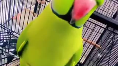 Cute tia bird trending video