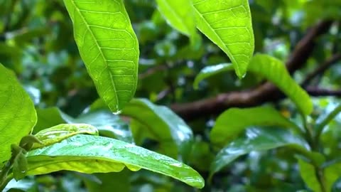 🦜🌲💧RELAXING RAINFOREST WITH BIRDS💧🌲🦜