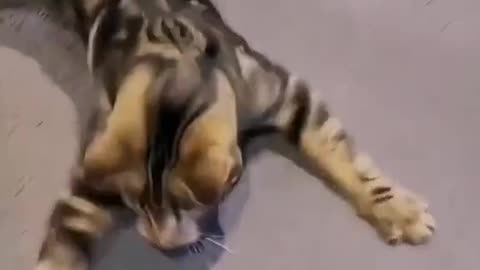 Adorable Short-Legged Kitten Videos | KimsKennelUS