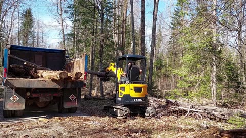 Mini Excavator Fallen Tree Cleanup