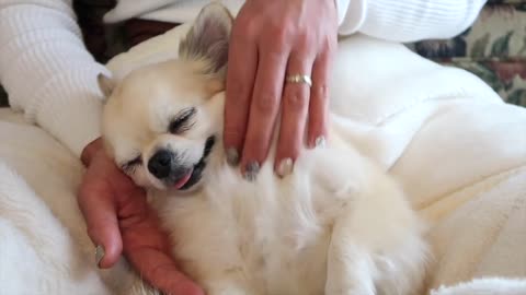 ASMR Relaxing Dog Massage | Chihuahua | Animal Massage | No talking 🐶