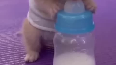 funny Baby cat