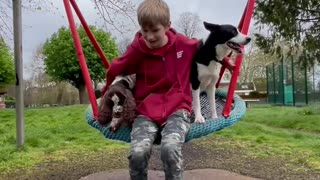 Dogs Playing With Kid