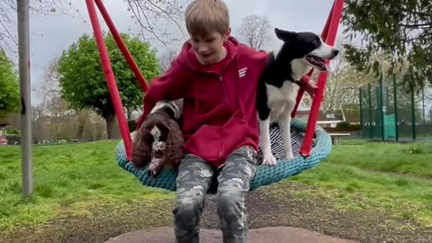 Dogs Playing With Kid