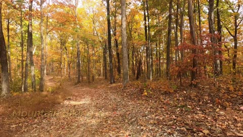 Franklin Forest into the woods (autumn)