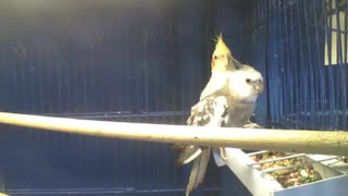 Cockatiel is shy with the camera, and the bird doesn't care much [Nature & Animals]