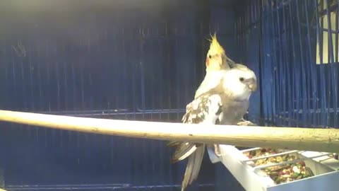 Cockatiel is shy with the camera, and the bird doesn't care much [Nature & Animals]