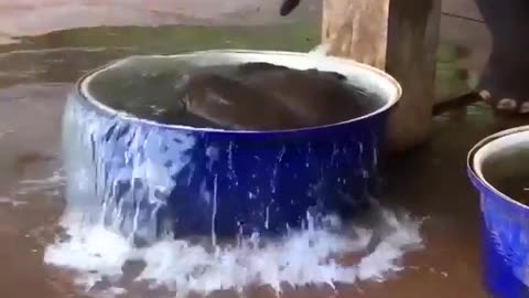 Baby Elephant taking bath