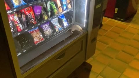 Rat in Vending Machine