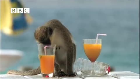 Hilarious Drunken Monkeys !