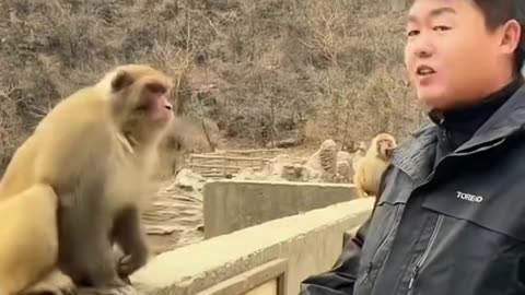 Funny monkey 🐒😆💯