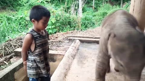 Boy & Baby Elephant