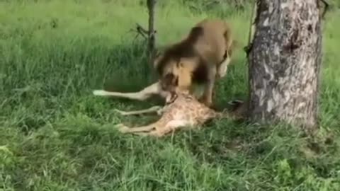 #Lion hunt a baby giraffe